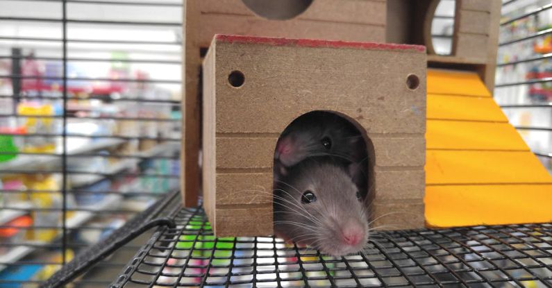 Traps - Two Gray Mice Inside Brown House